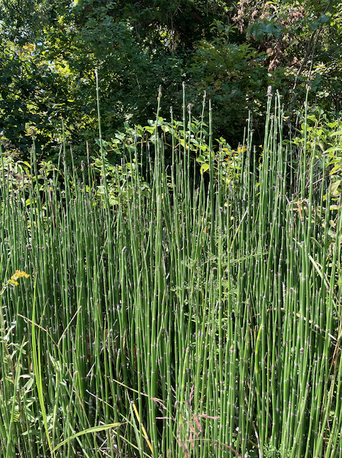 Horsetails